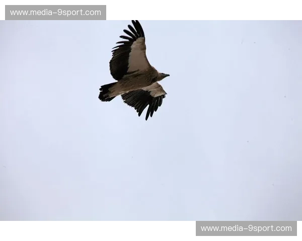 烈日与雄鹰：照亮前路，搏击长空